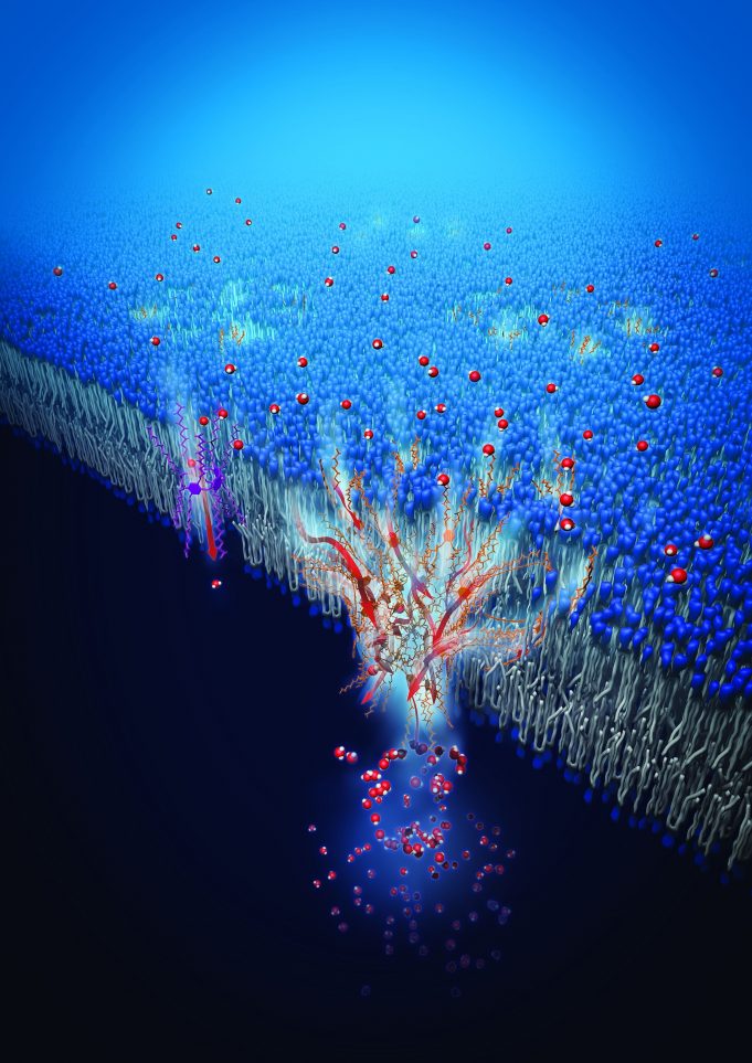 How we transport water in our bodies inspires new water filtration method How we transport water in our bodies inspires new water filtration method scaled