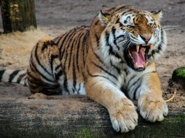 Indian authorities may have exaggerated claims of rising tiger numbers