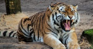 Indian authorities may have exaggerated claims of rising tiger numbers