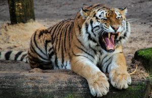 Indian authorities may have exaggerated claims of rising tiger numbers Indian authorities may have exaggerated claims of rising tiger numbers