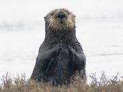 Key to helping southern sea otter is in repopulating estuaries such as San Francisco Bay Key to helping southern sea otter is in repopulating estuaries such as San Francisco Bay