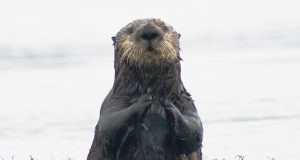 Key to helping southern sea otter is in repopulating estuaries such as San Francisco Bay
