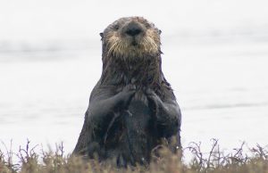 Key to helping southern sea otter is in repopulating estuaries such as San Francisco Bay Key to helping southern sea otter is in repopulating estuaries such as San Francisco Bay