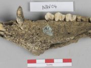 Large scale feasts at ancient capital of Ulster drew crowds from across Iron Age Ireland scaled