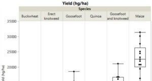 Lost crops could have fed as many as maize