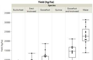 ‘Lost crops’ could have fed as many as maize Lost crops could have fed as many as maize