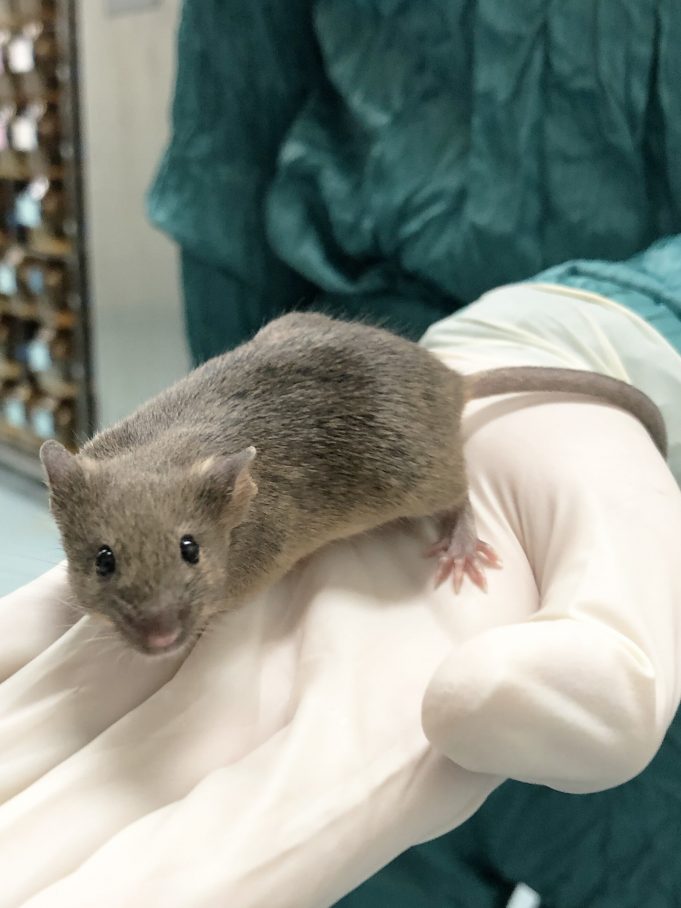 Mouse pups born from eggs derived from the granulosa cells that surround oocytes Mouse pups born from eggs derived from the granulosa cells that surround oocytes scaled