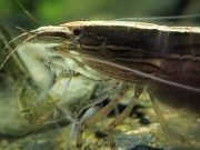 New Australian shrimp species scales waterfalls changes gender and eats using nets