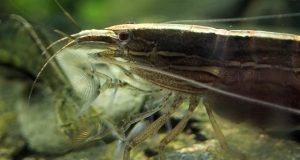 New Australian shrimp species scales waterfalls changes gender and eats using nets