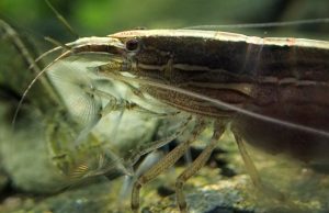 New Australian shrimp species scales waterfalls, changes gender and eats using ‘nets’ New Australian shrimp species scales waterfalls changes gender and eats using nets