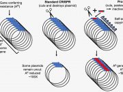 New CRISPR based system targets amplified antibiotic resistant genes