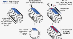New CRISPR based system targets amplified antibiotic resistant genes