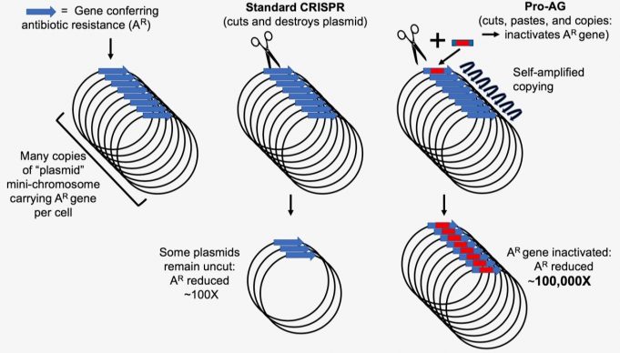 New CRISPR-based system targets amplified antibiotic-resistant genes New CRISPR based system targets amplified antibiotic resistant genes