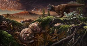 New cretaceous mammal provides evidence for separation of hearing and chewing modules