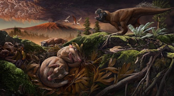 New cretaceous mammal provides evidence for separation of hearing and chewing modules New cretaceous mammal provides evidence for separation of hearing and chewing modules
