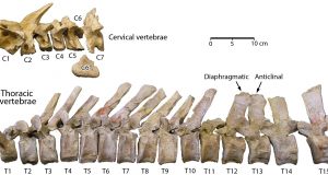 Newly described fossil whale represents intermediate stage between foot powered and tail powered swimming