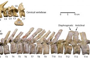 Newly described fossil whale represents intermediate stage between foot-powered and tail-powered swimming Newly described fossil whale represents intermediate stage between foot powered and tail powered swimming
