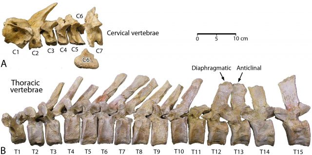 Newly described fossil whale represents intermediate stage between foot powered and tail powered swimming Newly described fossil whale represents intermediate stage between foot powered and tail powered swimming