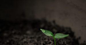 Reduced soil tilling helps both soils and yields