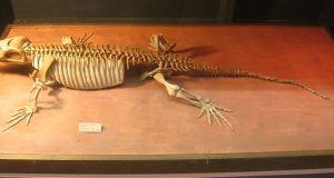 Researcher discovers earliest fossil evidence of parental behavior