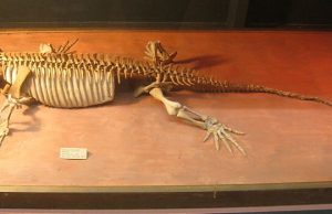 Researcher discovers earliest fossil evidence of parental behavior Researcher discovers earliest fossil evidence of parental behavior