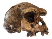 Researchers determine age for last known settlement by a direct ancestor to modern humans