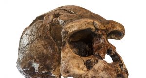 Researchers determine age for last known settlement by a direct ancestor to modern humans