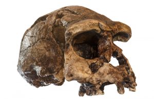 Researchers determine age for last known settlement by a direct ancestor to modern humans Researchers determine age for last known settlement by a direct ancestor to modern humans