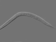 Researchers discover stress in early life extends lifespan