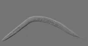 Researchers discover stress in early life extends lifespan