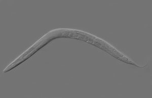 Researchers discover stress in early life extends lifespan Researchers discover stress in early life extends lifespan