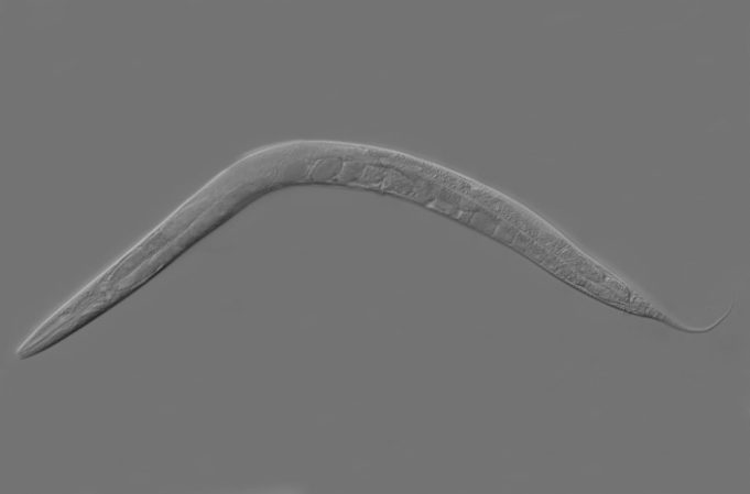 Researchers discover stress in early life extends lifespan Researchers discover stress in early life extends lifespan