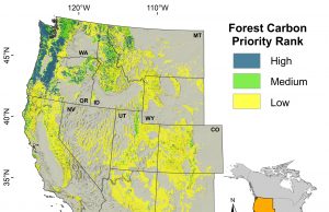 Researchers find some forests crucial for climate change mitigation, biodiversity Researchers find some forests crucial for climate change mitigation biodiversity scaled