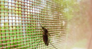 Researchers identify that mosquitoes can sense toxins through their legs