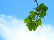 Researchers move one step further towards understanding how life evolved