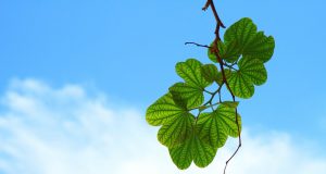 Researchers move one step further towards understanding how life evolved