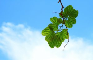 Researchers move one step further towards understanding how life evolved Researchers move one step further towards understanding how life evolved