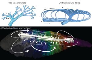 Savannah monitor lizards have a unique airflow pattern that is a hybrid of bird and mammal flow patterns Savannah monitor lizards have a unique airflow pattern that is a hybrid of bird and mammal flow patterns