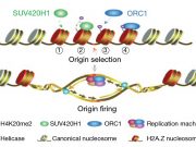 Scientists reveal function of histone variant H2A.Z in DNA replication selection