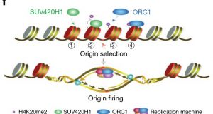 Scientists reveal function of histone variant H2A.Z in DNA replication selection