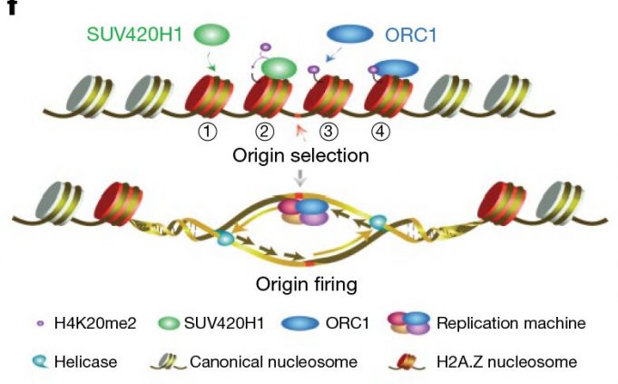 Scientists reveal function of histone variant H2A.Z in DNA replication selection Scientists reveal function of histone variant H2A.Z in DNA replication selection