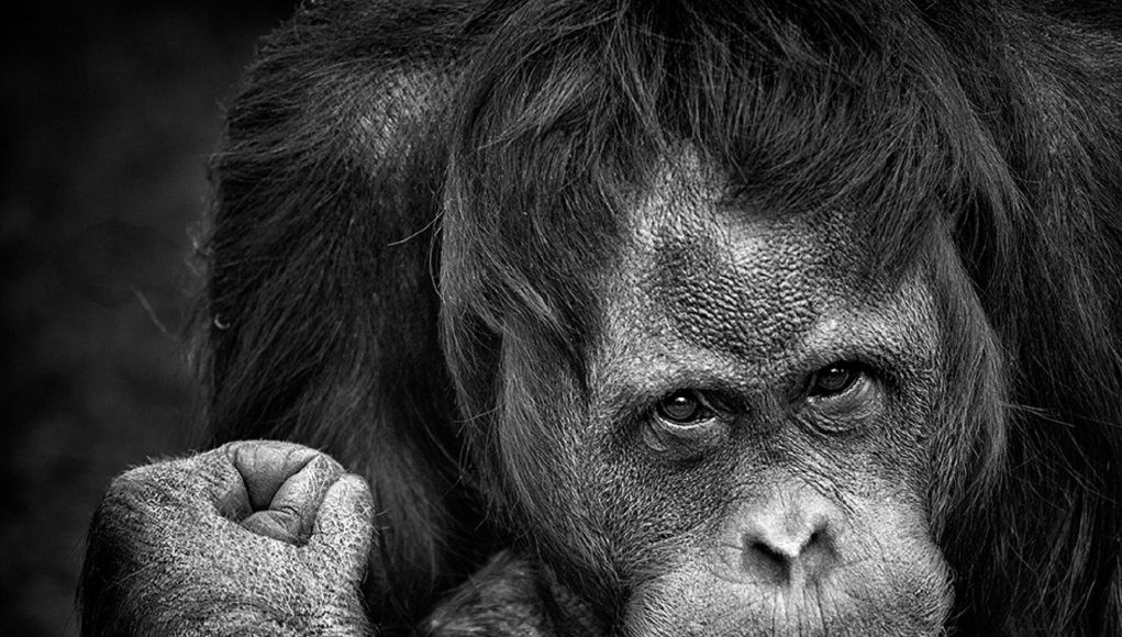 Secrets of orangutan language revealed
