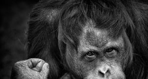 Secrets of orangutan language revealed