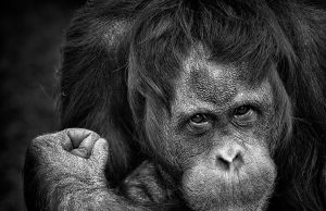 Secrets of orangutan language revealed Secrets of orangutan language revealed