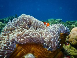 Sounds of the past give new hope for coral reef restoration scaled