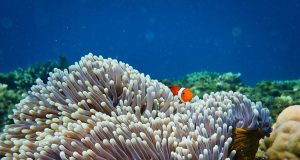 Sounds of the past give new hope for coral reef restoration scaled