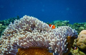 Sounds of the past give new hope for coral reef restoration Sounds of the past give new hope for coral reef restoration scaled