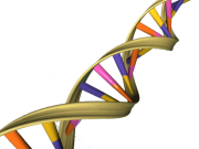 Study reveals a role for jumping genes during times of stress