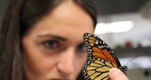 Team finds link between vitamin A and brain response in Monarch butterflies