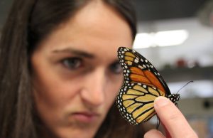 Team finds link between vitamin A and brain response in Monarch butterflies Team finds link between vitamin A and brain response in Monarch butterflies